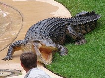 Crocodile show I